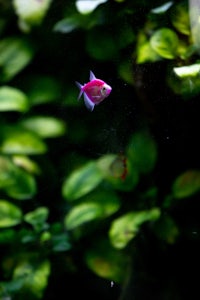 a pink fish swimming in the water